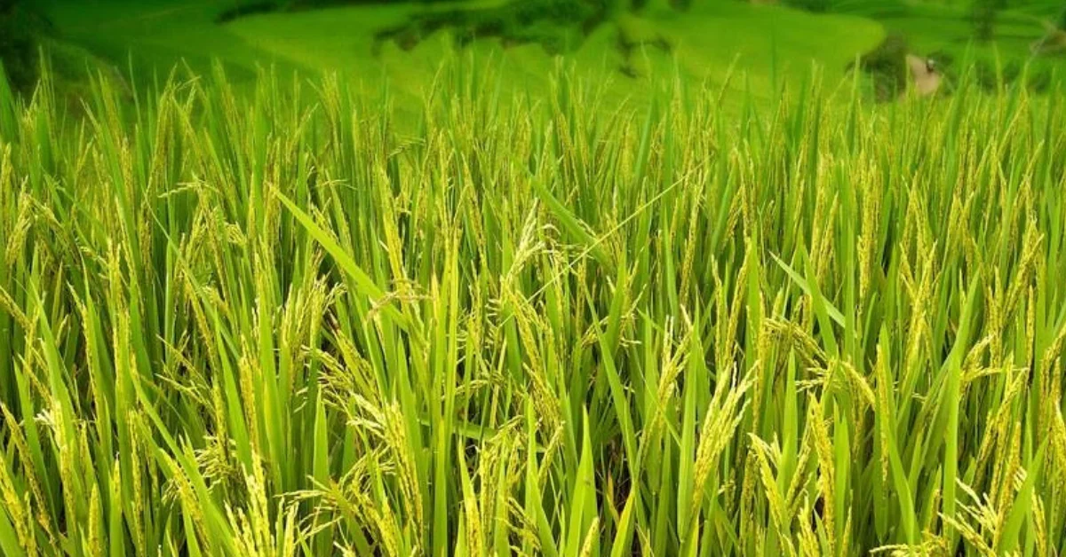 कृषि के 8 प्रकार