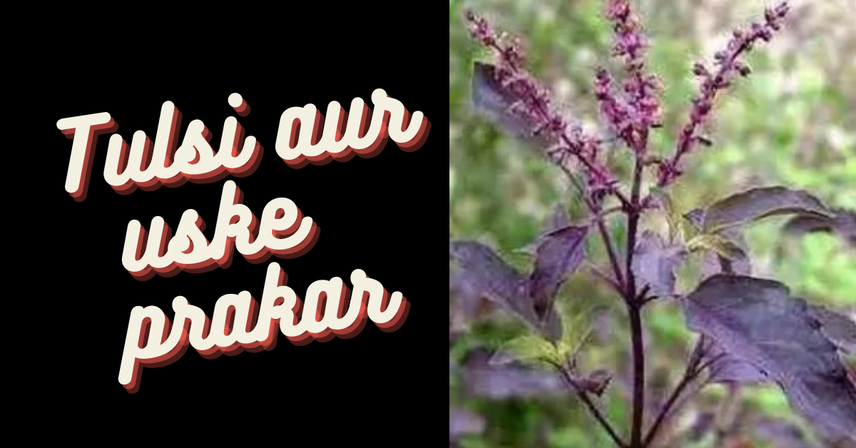 (tulsi aur uske 8 prakar) तुलसी और तुलसी के प्रकार