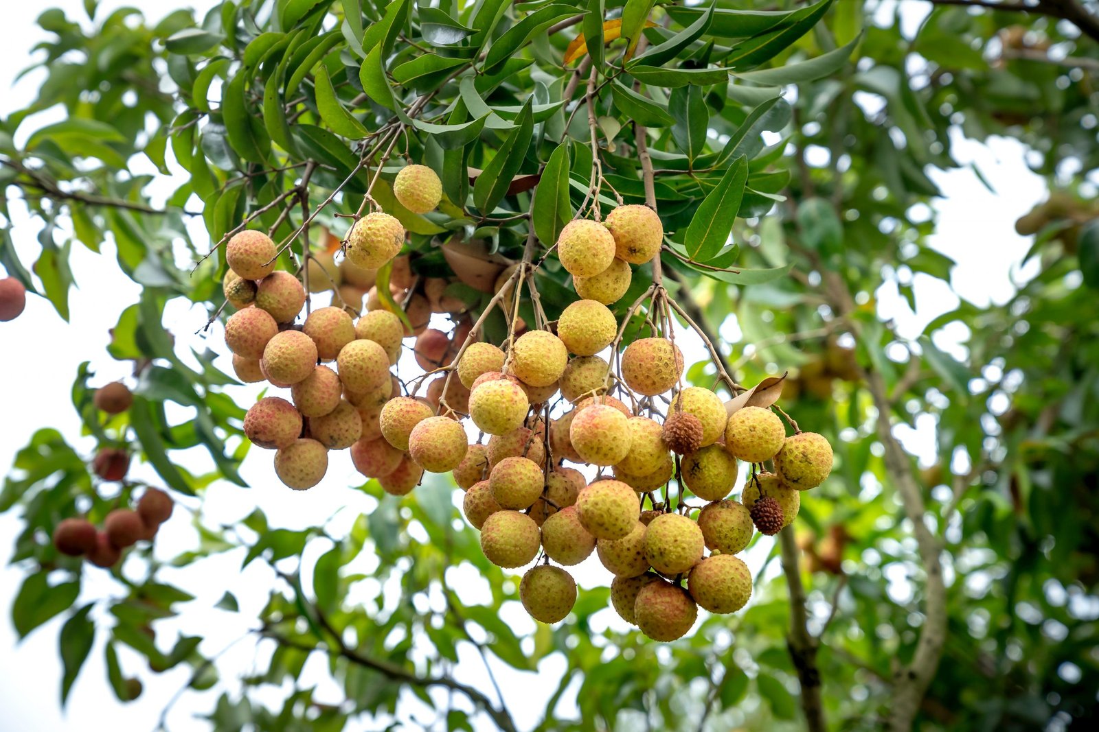 Lychee ke prakar aur fayde evam nuksaan