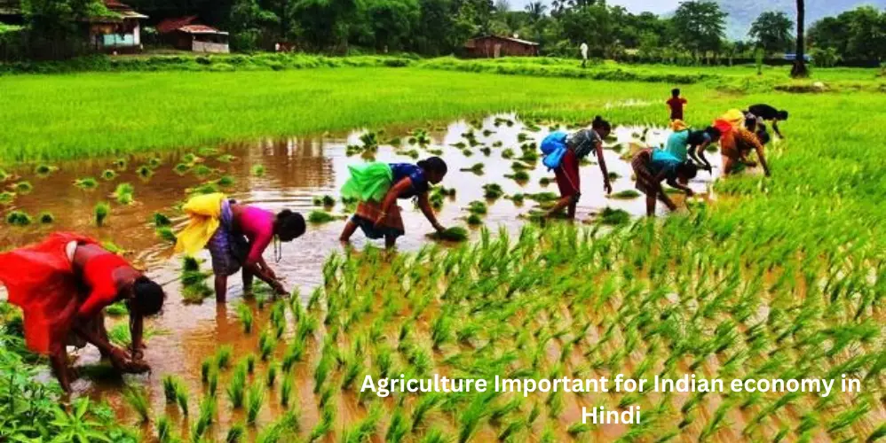 भारतीय अर्थव्यवस्था के लिए कृषि महत्वपूर्ण(Agriculture Important for Indian economy)