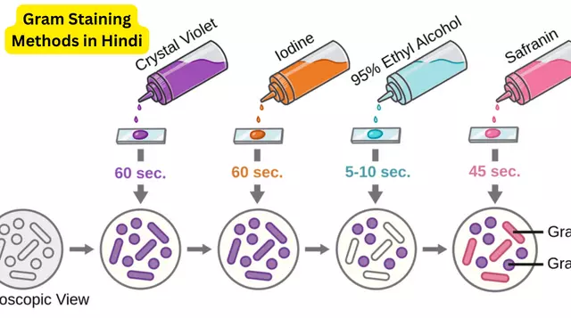 Gram Staining Methods in Hindi