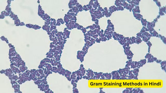 Gram Staining Methods in Hindi