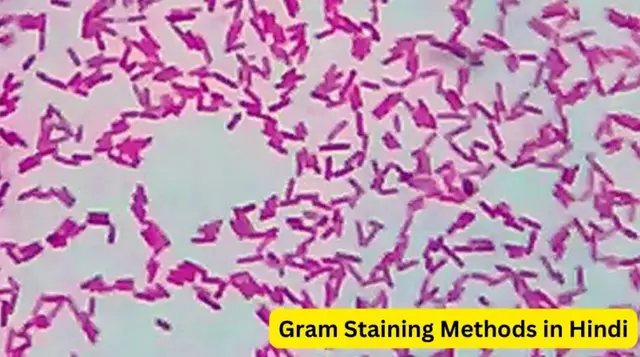 Gram Staining Methods in Hindi