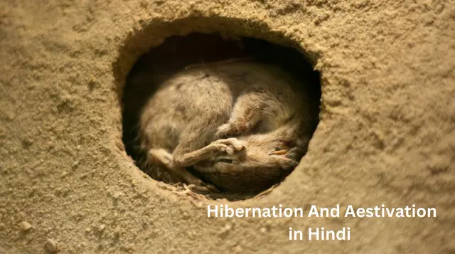 Hibernation And Aestivation in Hindi 