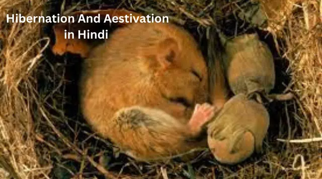 Hibernation And Aestivation in Hindi 