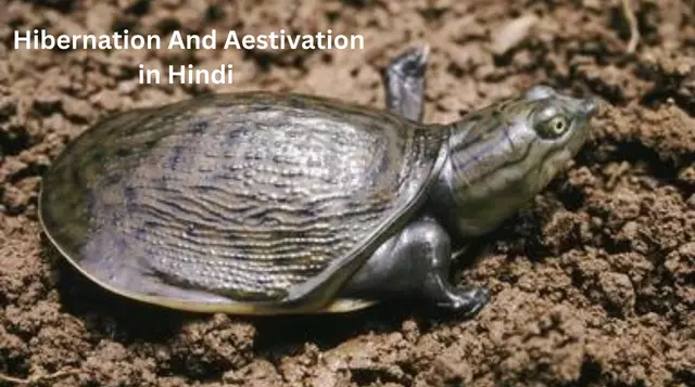 Hibernation And Aestivation in Hindi 