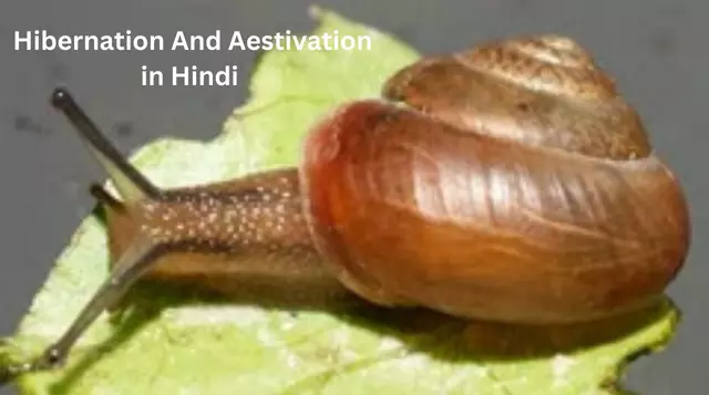 Hibernation And Aestivation in Hindi 