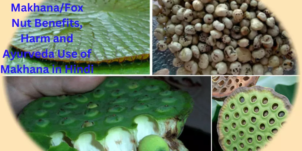 Makhana/Fox Nut Benefits, Harm and Ayurveda Use of Makhana in Hindi