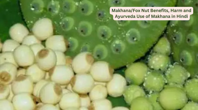 Makhana/Fox Nut Benefits, Harm and Ayurveda Use of Makhana in Hindi