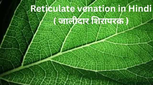 Reticulate venation in Hindi ( जालीदार शिरापरक )