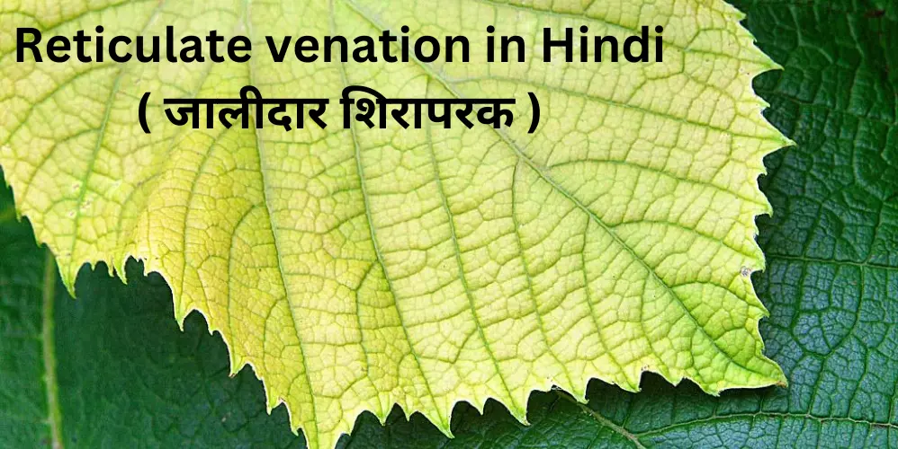 Reticulate venation in Hindi ( जालीदार शिरापरक )