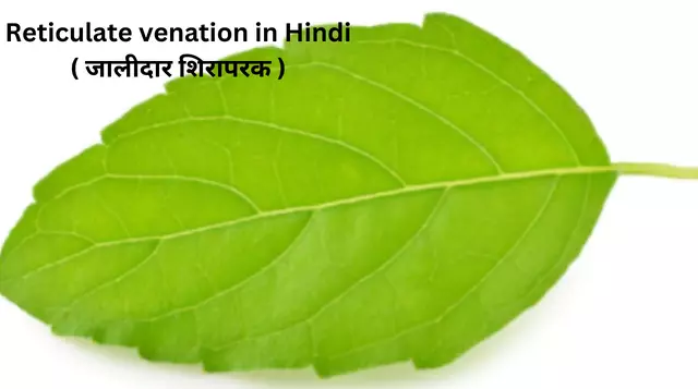 Reticulate venation in Hindi ( जालीदार शिरापरक )