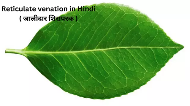 Reticulate venation in Hindi ( जालीदार शिरापरक )