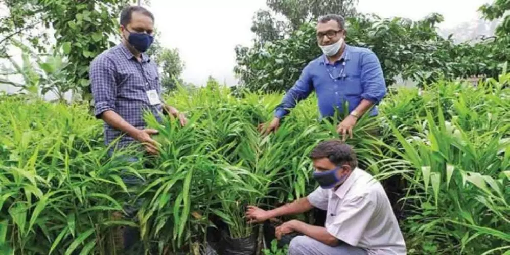 Ginger Farming in India Business in Hindi