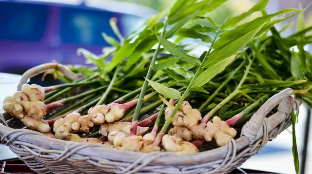 Ginger Farming in India Business in Hindi