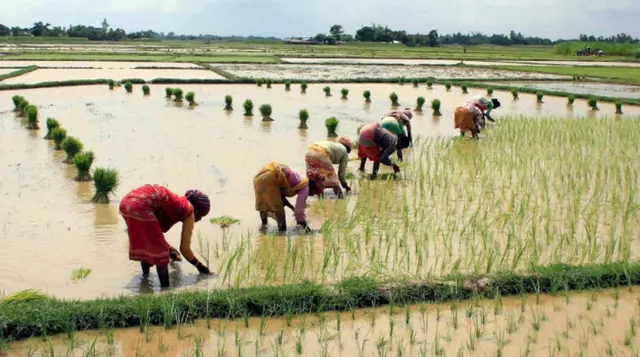 Agriculture Important for Indian economy in Hindi