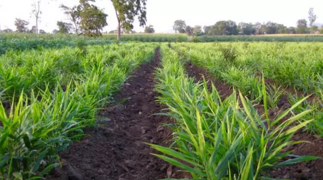 Ginger Farming in India Business in Hindi