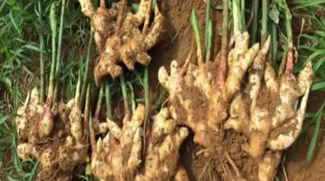 Ginger Farming in India Business in Hindi