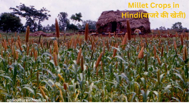 Millet Crops in Hindi(बाजरे की खेती)