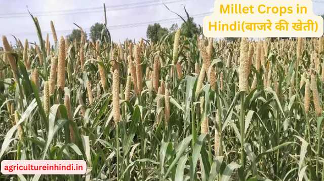 Millet Crops in Hindi(बाजरे की खेती)