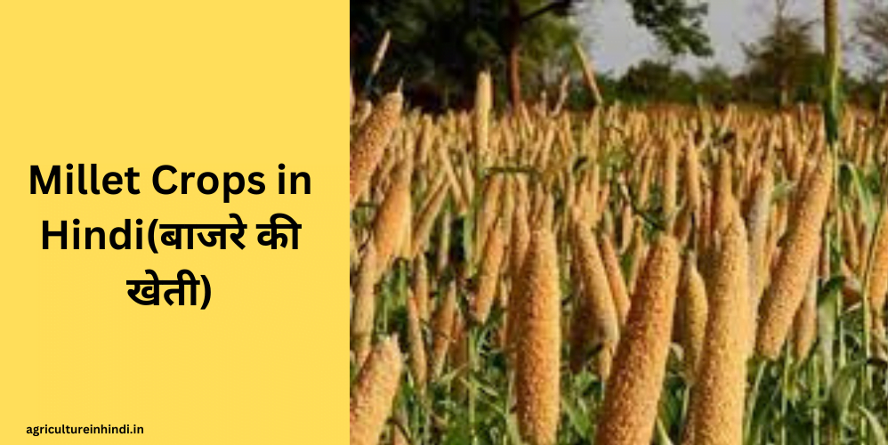 Millet Crops in Hindi(बाजरे की खेती)