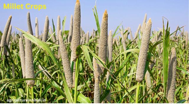 Millet Crops in Hindi(बाजरे की खेती)