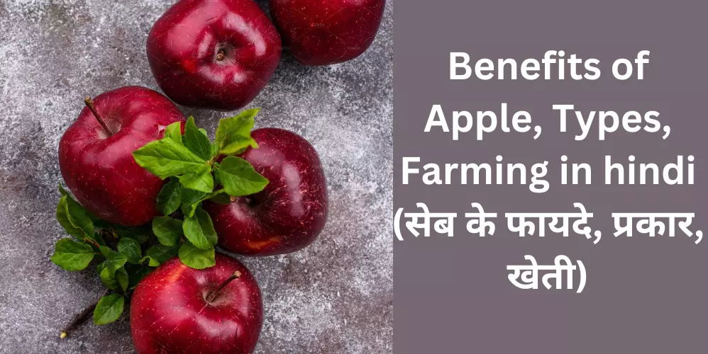 Benefits of Apple, Types, Farming in hindi