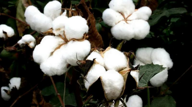  (Cotton Farming in Hindi)कपास की खेती 