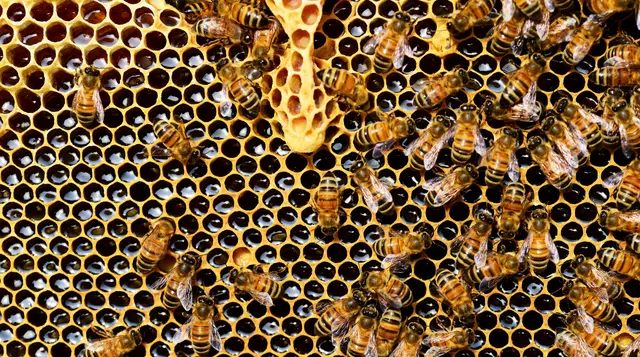 Apiculture or Beekeeping(एपीकल्चर, या मधुमक्खी पालन) Popularity, History, Advantages