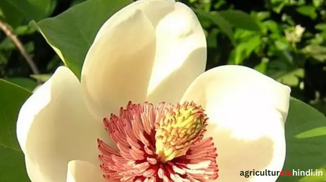 Angiosperms Structure, Important in Hindi(एंजियोस्पर्म संरचना, हिंदी में महत्वपूर्ण)