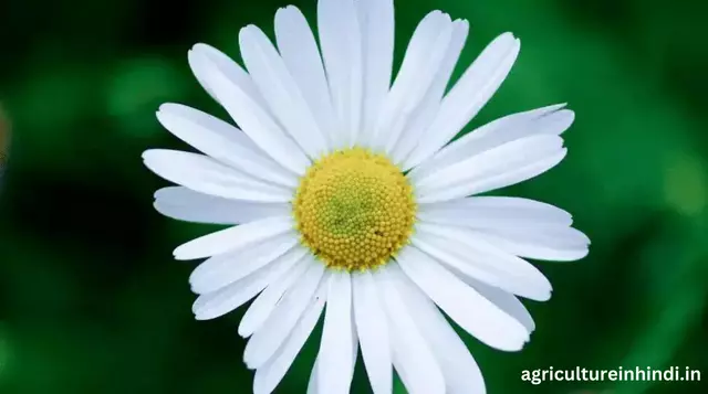 Angiosperms Structure, Important in Hindi(एंजियोस्पर्म संरचना, हिंदी में महत्वपूर्ण)