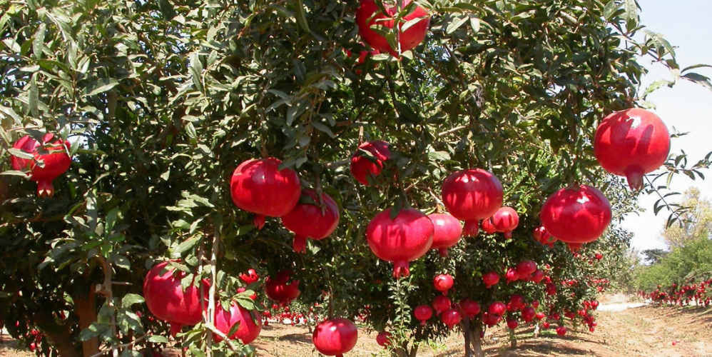 अनार की खेती कैसे करे, Anar Ki kheti Kaise Kare