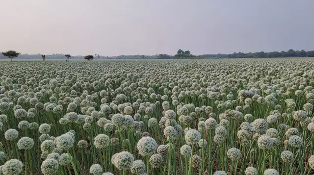 Onion Farming in Hindi || प्याज की खेती और उसके लाभ