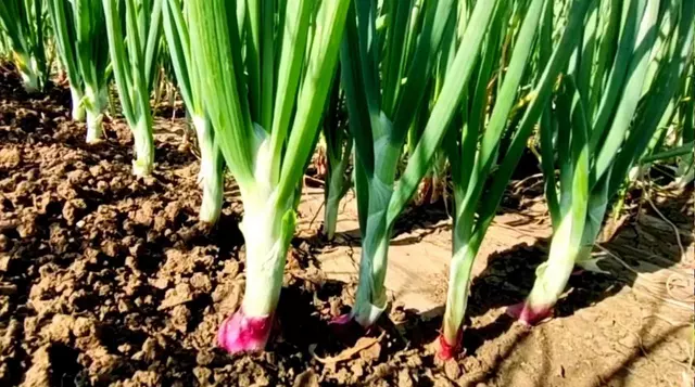 Onion Farming in Hindi || प्याज की खेती और उसके लाभ