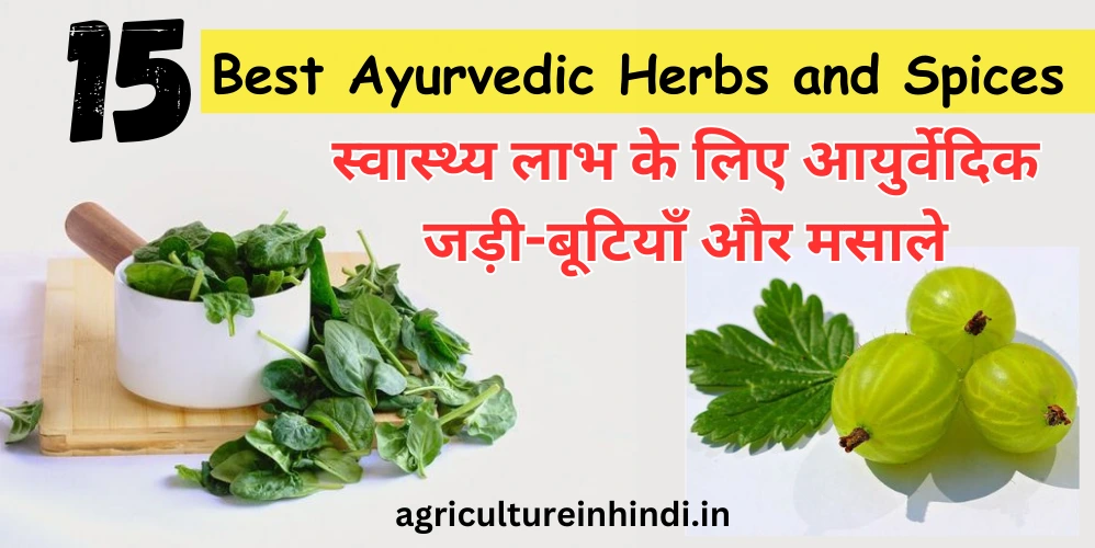 15 Best Ayurvedic Herbs and Spices | स्वास्थ्य लाभ के लिए आयुर्वेदिक जड़ी-बूटियाँ और मसाले