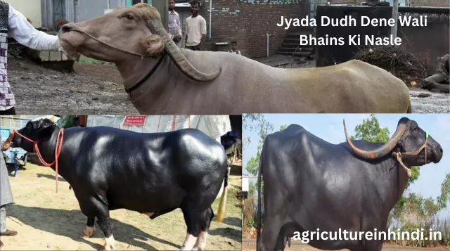 Jyada Dudh Dene Wali Bhains Ki Nasle(ज्यादा दूध देने वाली भैंस की नस्ल)