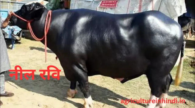  Jyada Dudh Dene Wali Bhains Ki Nasle(ज्यादा दूध देने वाली भैंस की नस्ल)