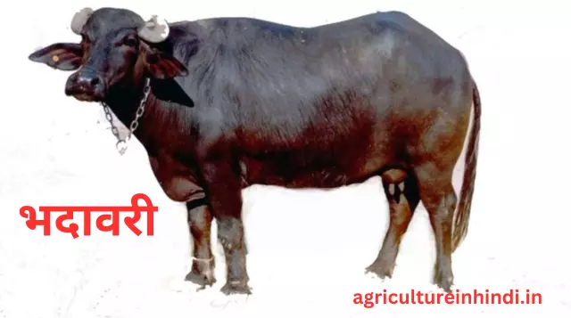  Jyada Dudh Dene Wali Bhains Ki Nasle(ज्यादा दूध देने वाली भैंस की नस्ल)