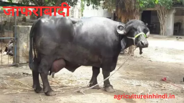  Jyada Dudh Dene Wali Bhains Ki Nasle(ज्यादा दूध देने वाली भैंस की नस्ल)