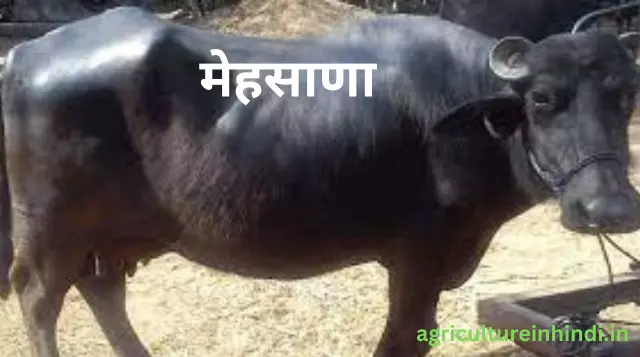  Jyada Dudh Dene Wali Bhains Ki Nasle(ज्यादा दूध देने वाली भैंस की नस्ल)