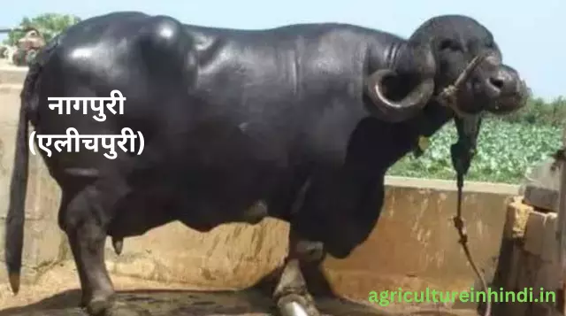  Jyada Dudh Dene Wali Bhains Ki Nasle(ज्यादा दूध देने वाली भैंस की नस्ल)