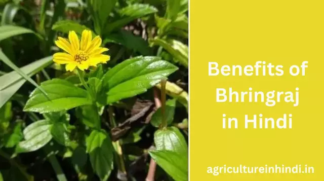 Benefits of Bhringraj in Hindi|| भृंगराज के फायदे