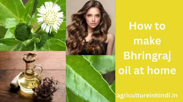 Benefits of Bhringraj in Hindi|| भृंगराज के फायदे