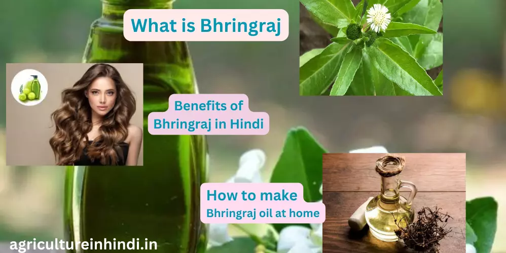 Benefits of Bhringraj in Hindi|| भृंगराज के फायदे