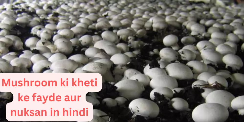 Mushroom ki Kheti Aur Mushroom Ki Kheti ke Fayde Aur Nuksaan in hindi