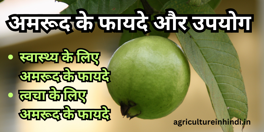 अमरूद के फायदे | benefits of guava for health and skin