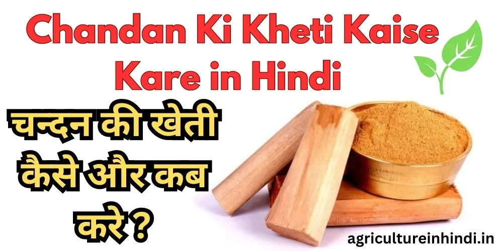 चन्दन की खेती कैसे और कब करे | Chandan Ki Kheti Kaise Kare in Hindi