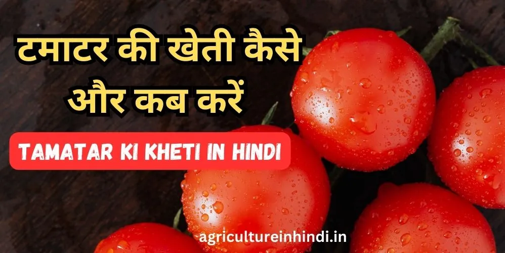 टमाटर की खेती कैसे और कब करें | Tamatar Ki Kheti in Hindi