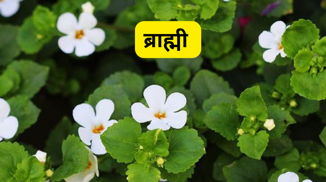 15 Best Ayurvedic Herbs and Spices | स्वास्थ्य लाभ के लिए आयुर्वेदिक जड़ी-बूटियाँ और मसाले