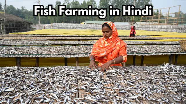 मछली पालन (Fish Farming) कैसे करें? जानिए नस्ल, लागत और कमाई